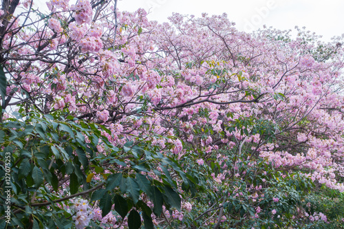 Flower pink tree landmark in park  bangkok  thailand  Tabebuia r
