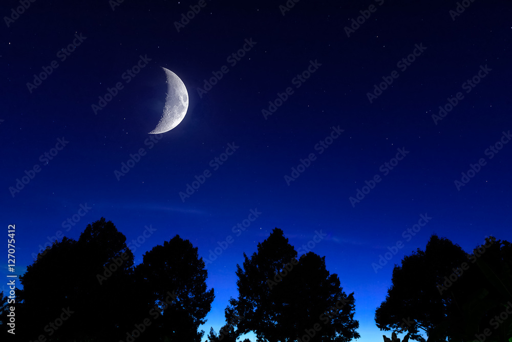 Naklejka premium moon and sadow trees