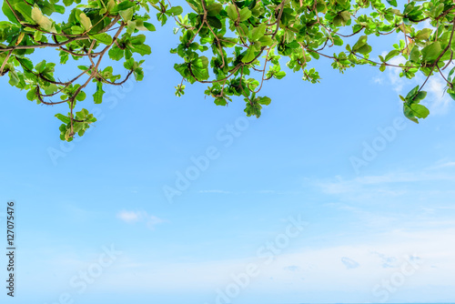 beautiful trees on sea and sky background
