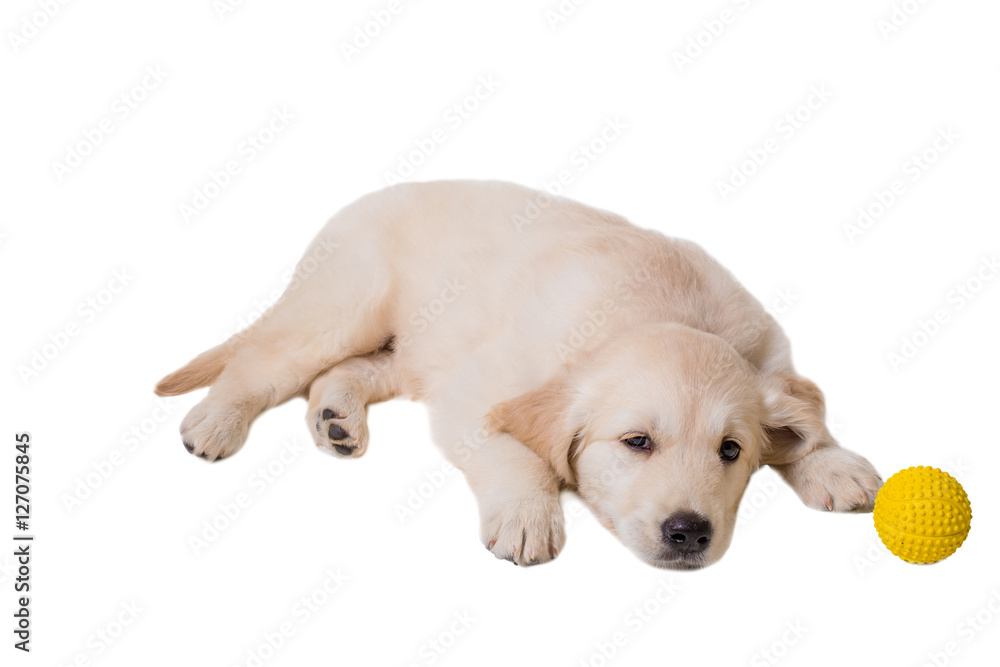 puppy golden retriever on a white background puppy golden retriever on a white background