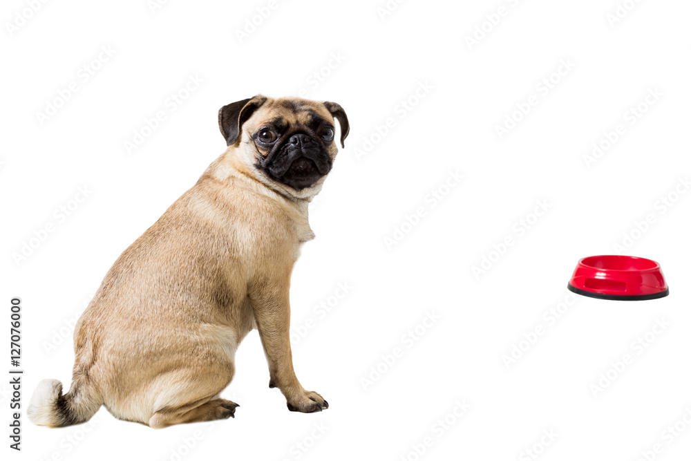 Obraz premium Pug dog isolated on white background