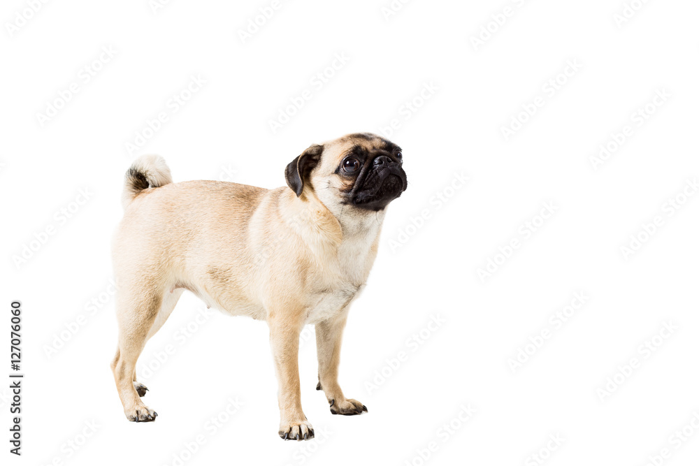 Pug dog isolated on white background