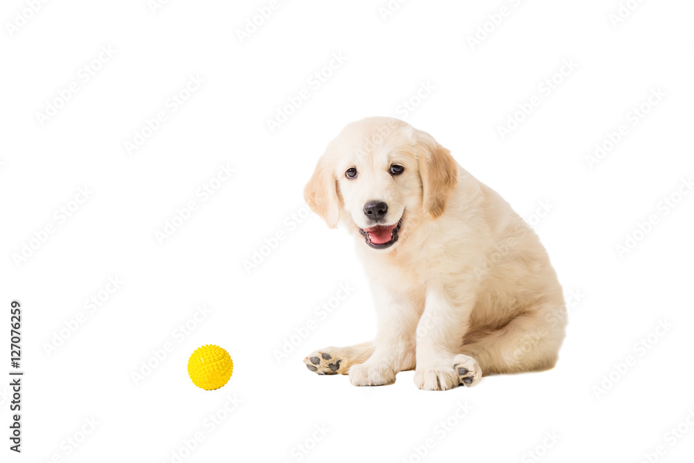 puppy golden retriever on a white background