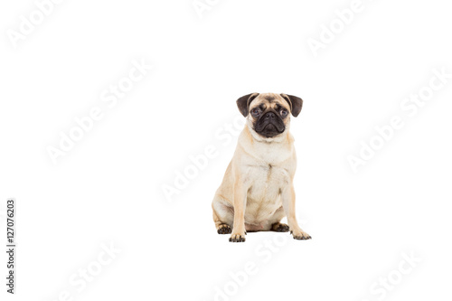 Pug dog isolated on white background