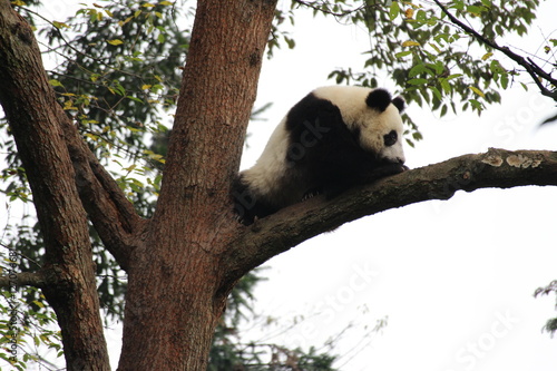 Fototapeta Naklejka Na Ścianę i Meble -  Panda Cubbie on the tree