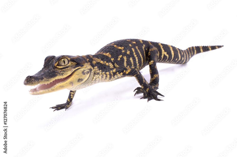 Naklejka premium American alligator,Alligator mississippiensis