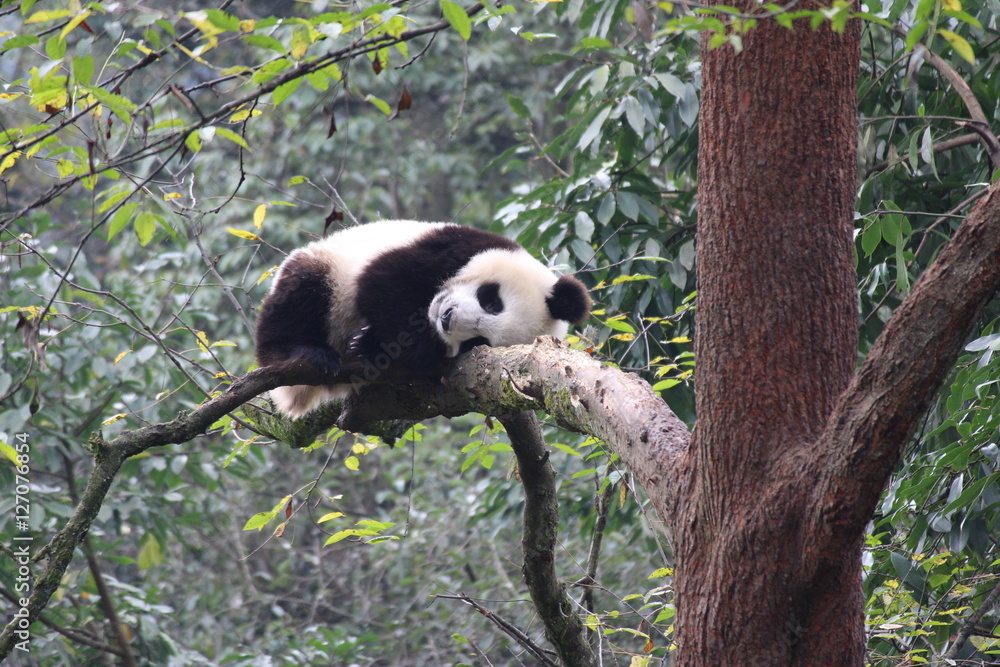 Obraz premium Panda Cubbie on the tree