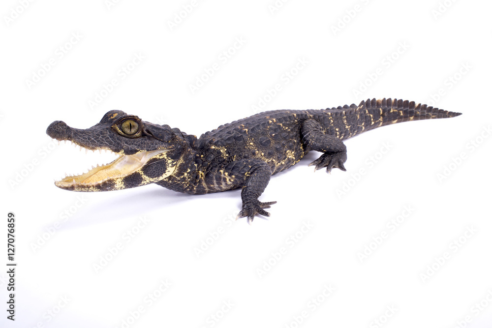 Naklejka premium Krokodyl karłowaty, Osteolaemus tetraspis
