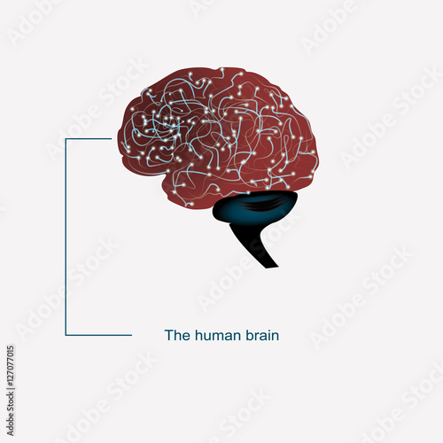 Brain.