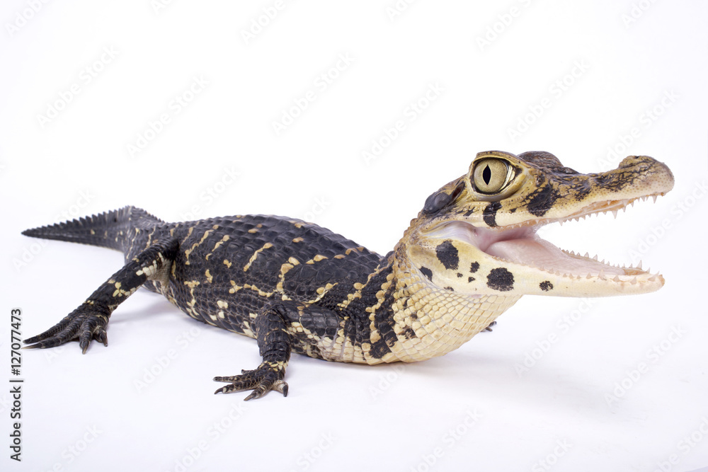 Fototapeta premium Kajman czarny, Melanosuchus niger