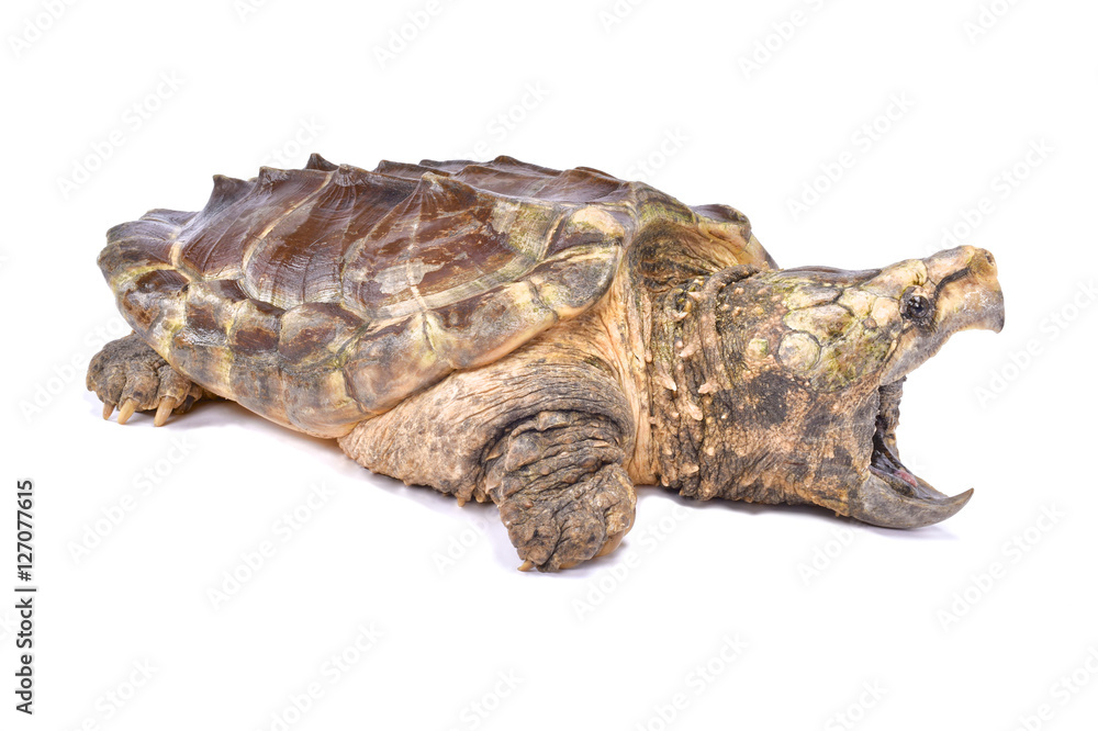 Alligator snapping turtle,Macrochelys temminckii Stock Photo | Adobe Stock