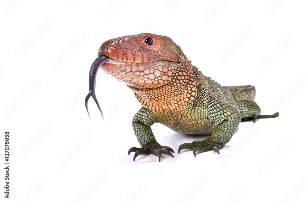 Naklejka premium Northern caiman lizard, Dracaena guianensis