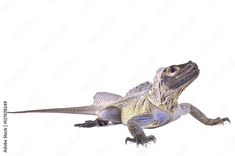 Fototapeta premium Philippine sailfin lizard, Hydrosaurus pustulatus