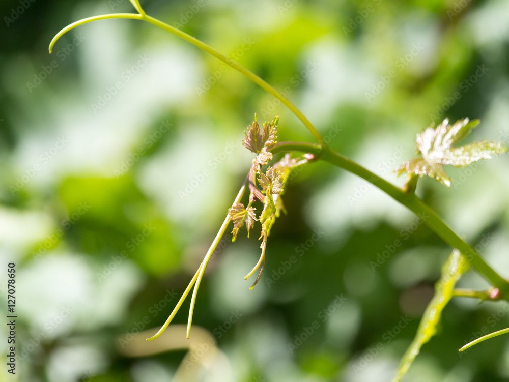 young grapes on nature