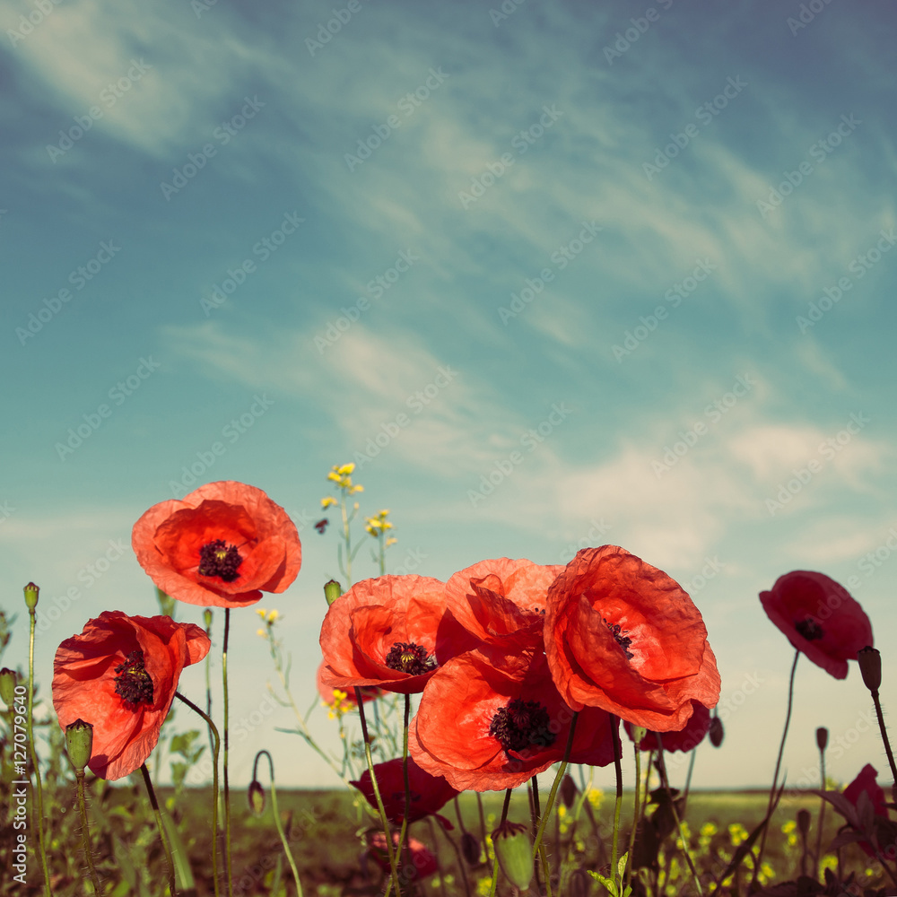 Obraz premium closeup fresh, red flowers poppy on the green field, in the sunlight. on the perfect blue sky background. majestic rural landscape. Retro and vintage style, Instagram toning effect.