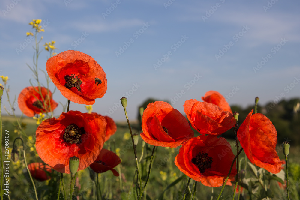 Obraz premium picturesque scene. closeup fresh, red flowers poppy on the green field, in the sunlight. on the perfect blue sky background. majestic rural landscape. natural creative picture