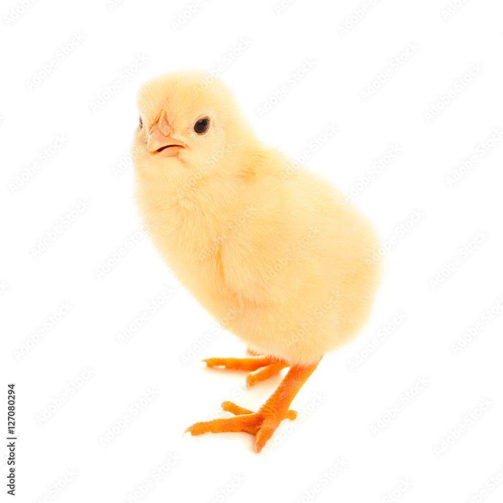 Obraz premium Little chicken isolated on white