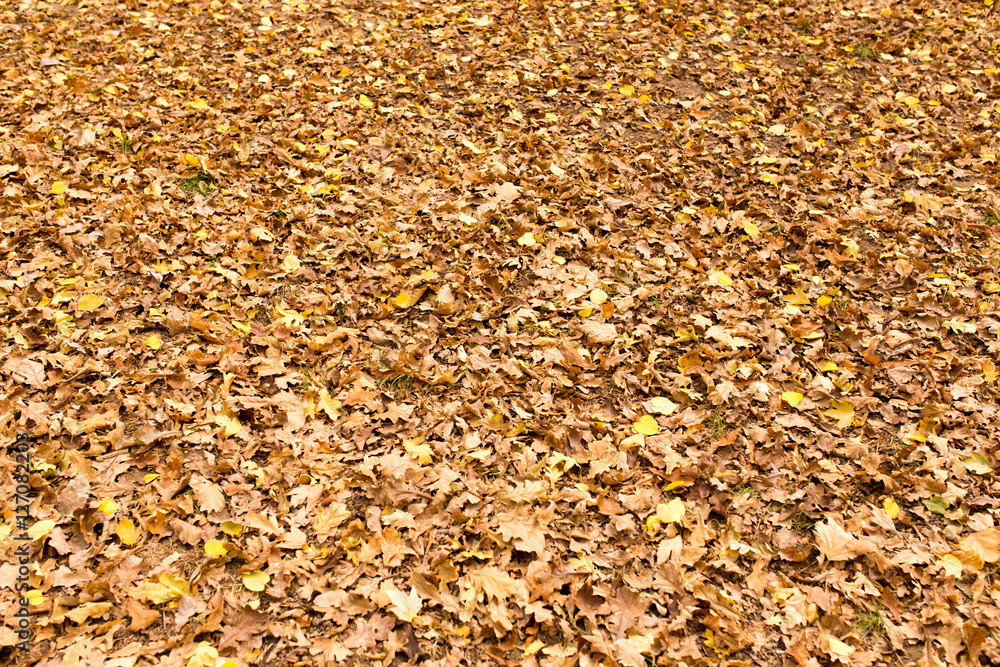 Leaves on the ground in the autumn nature Leaves on the ground in the autumn nature