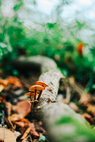 Mushrooms on tree trunk