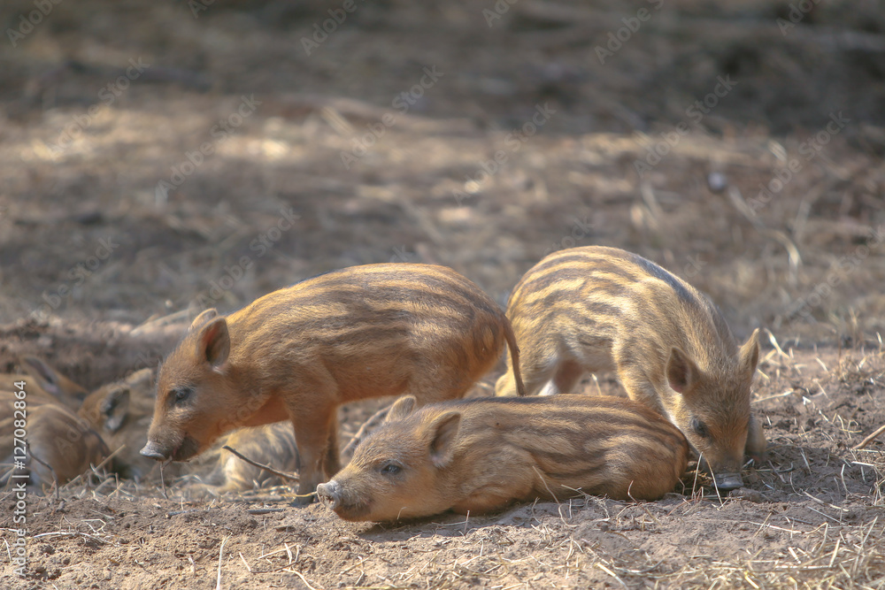 brood of lovely young wild boars brood of lovely young wild boars