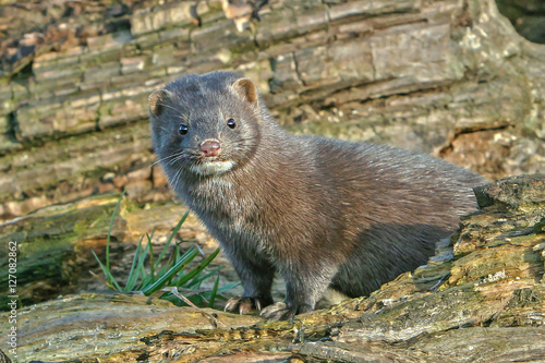 beautiful fluffy mink