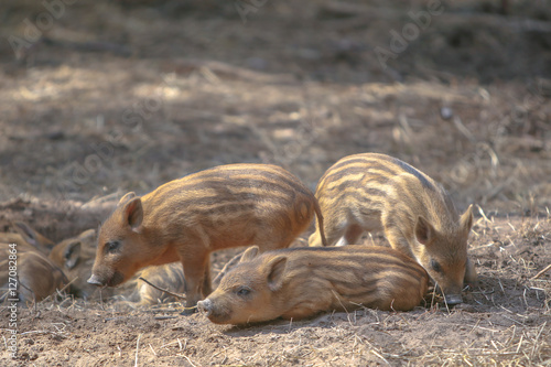 brood of lovely young wild boars