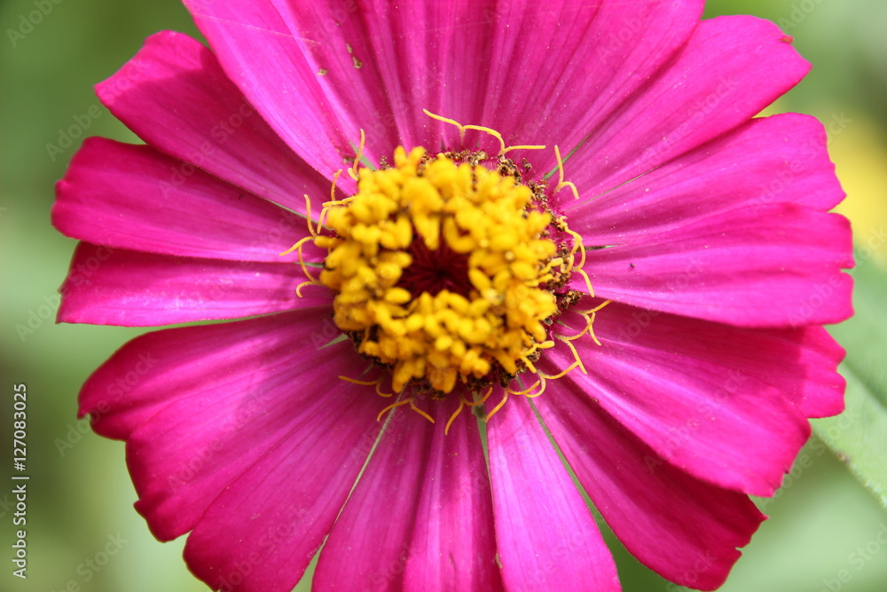 Fototapeta premium So schön wie das Leben selbst