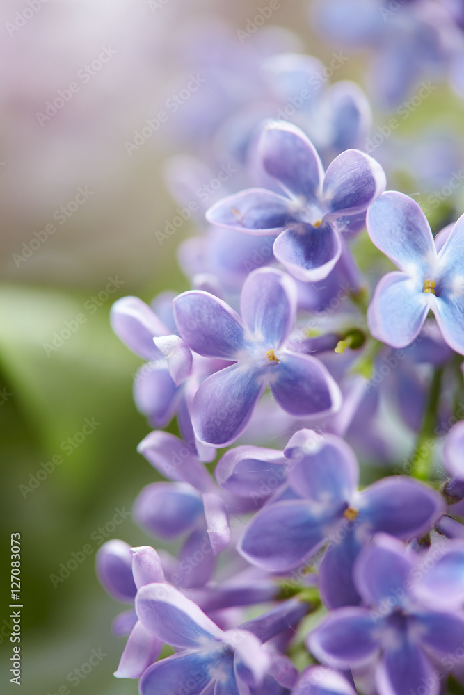nice lilac nice lilac