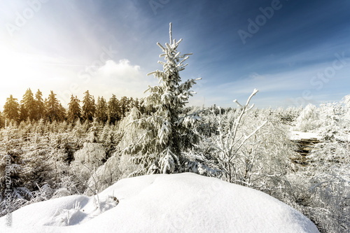 Winter Landscape Wallpaper. Tree, Blue Sky and Snow on Foreground.