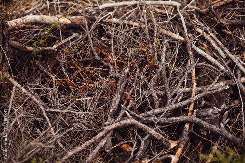 Roots of old tree without ground - organic background