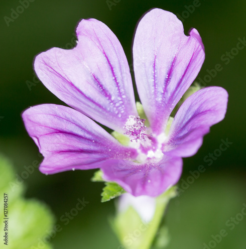 beautiful purple flower in nature