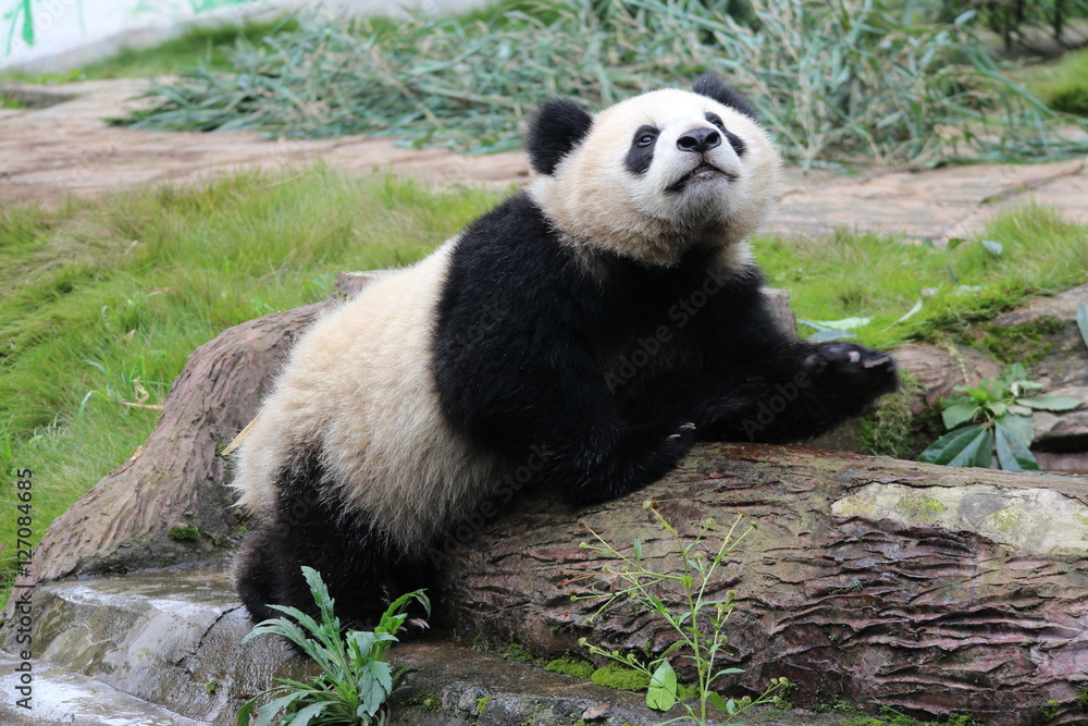 Fototapeta premium Panda on the Playground ,Smiling Panda