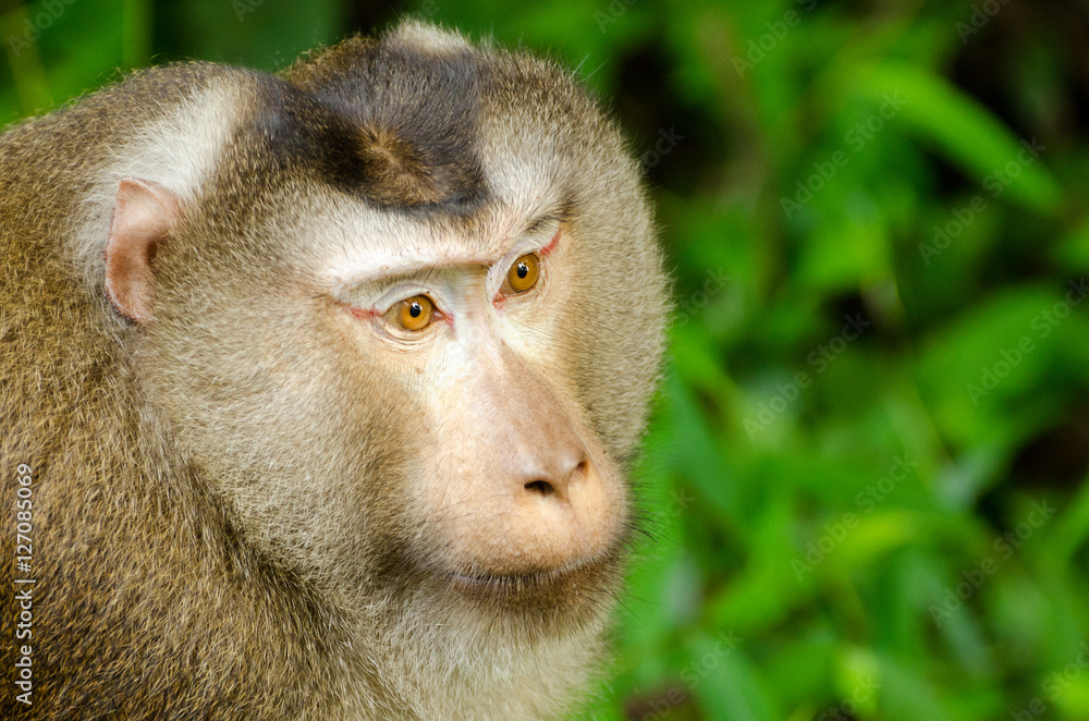 Northern pig-tailed macaque (Macaca leonina) in Khao Yai National Park Thailand Northern pig-tailed macaque (Macaca leonina) in Khao Yai National Park Thailand