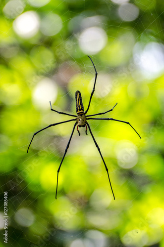 Giant spider in his web in Khao National Park Thailand