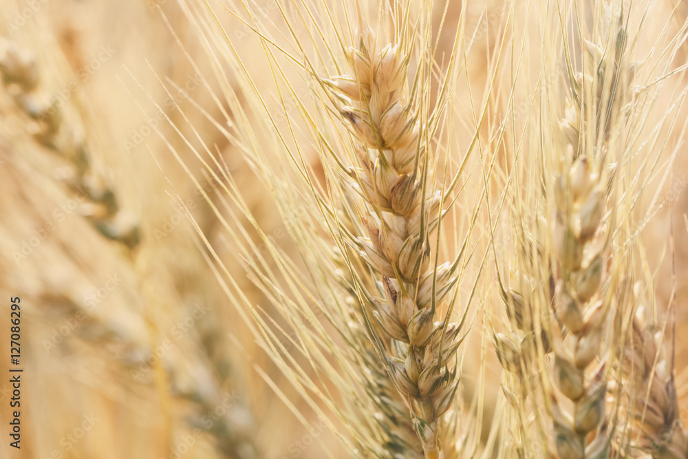 Photo of wheat field at sunrise with soft focus filter Photo of wheat field at sunrise with soft focus filter