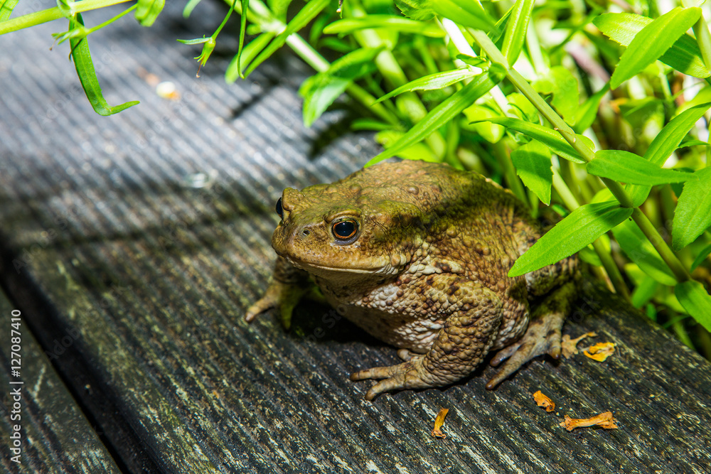 Fototapeta premium Frogs on a pond