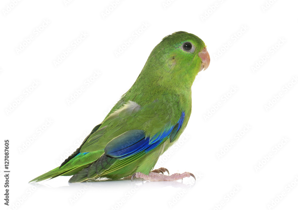 Naklejka premium Pacific parrotlet in studio