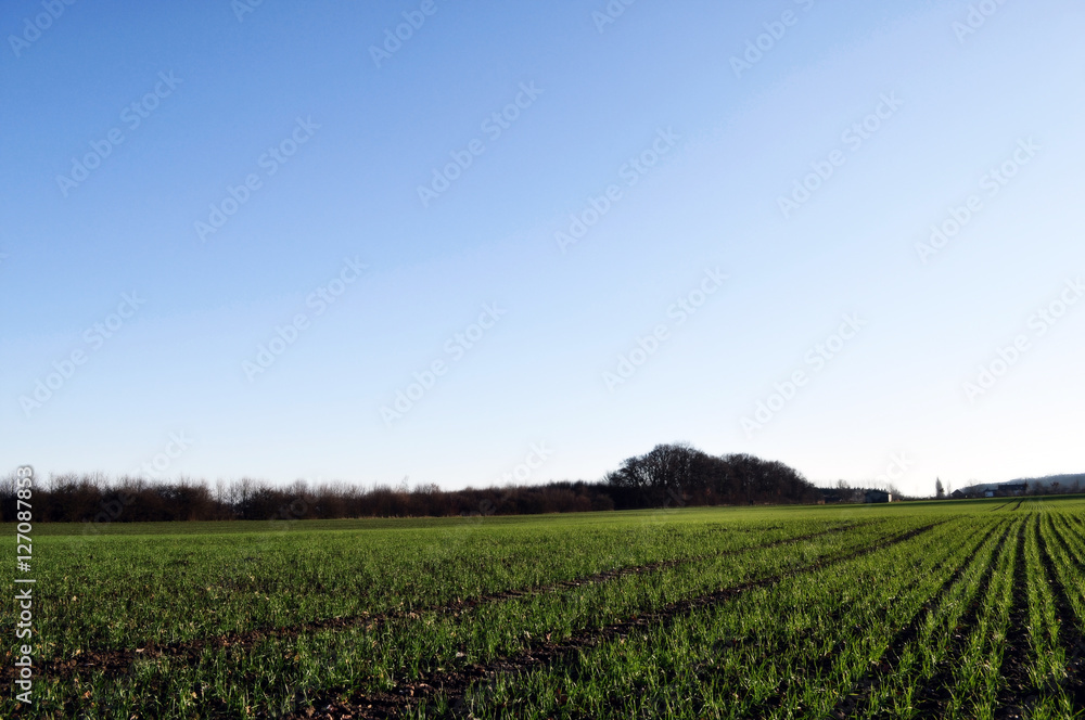 field at the edge of a small german village with trees background