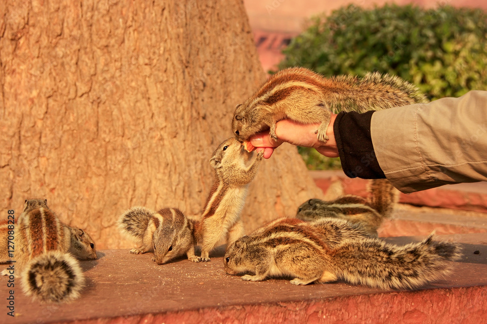 Tourist feeding Indian palm squirrels in Agra Fort, Uttar Prades