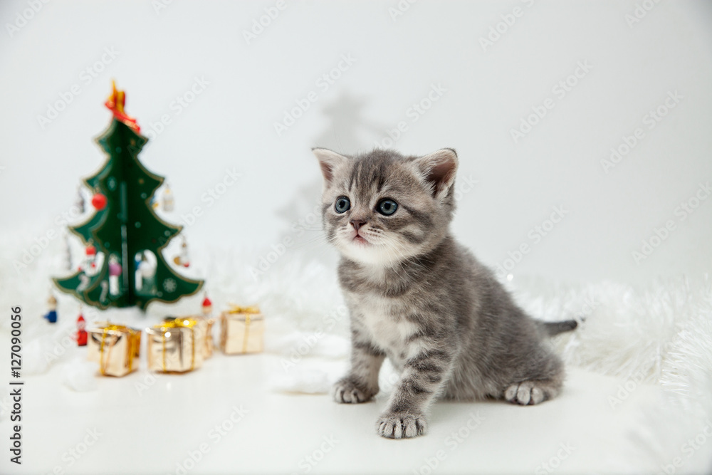 Kittens with Christmas New Year decoration