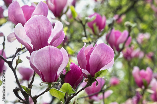 blossoming branch of pink magnolia closeup © tillottama