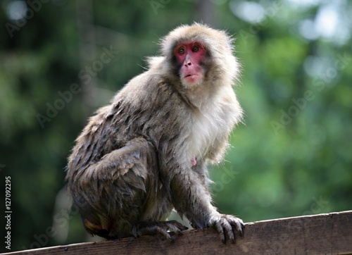 Macaque Japanese © Gekon
