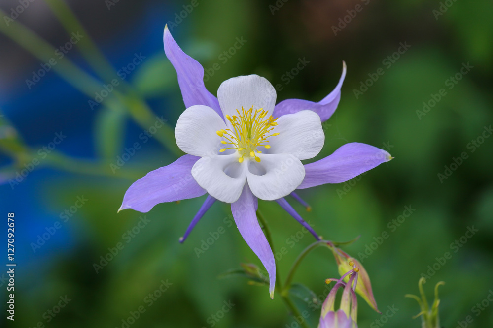 flower clematis, flowers white-purple flowers. On the green branch of a beautiful flower. Clematis The President. One flower. On a green background. flower clematis, flowers white-purple flowers. On the green branch of a beautiful flower. Clematis The President. One flower. On a green background.