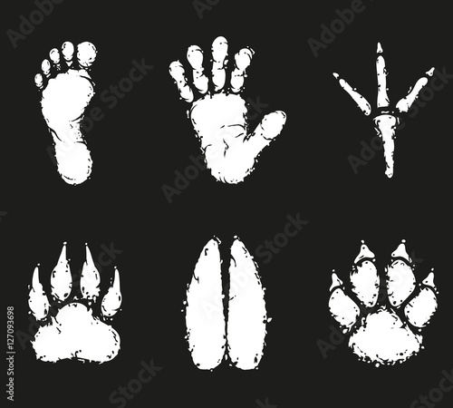 Human foot print and animal footprint vector