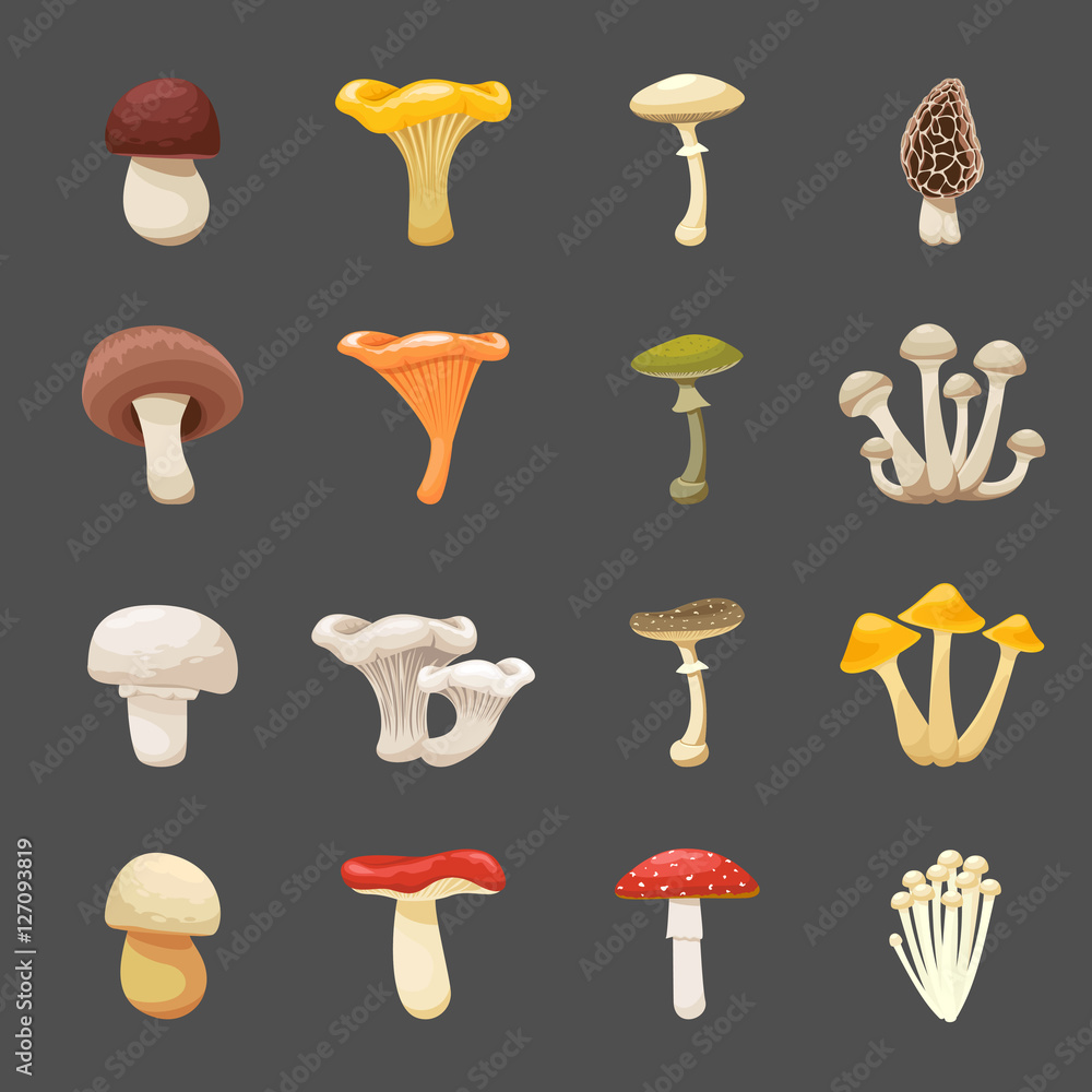 Vector mushrooms illustration for menus and recipes