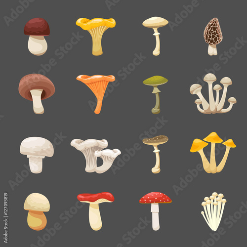 Vector mushrooms illustration for menus and recipes