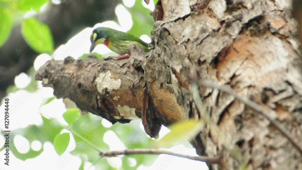 Coppersmith barbet bird burrowing a nest hole in the tree. (HD footage) Coppersmith barbet bird burrowing a nest hole in the tree. (HD footage)