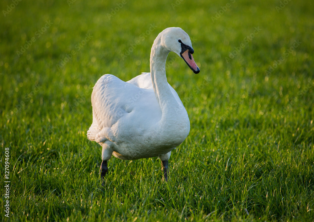 Swans at a small pon in Erlangen Swans at a small pon in Erlangen