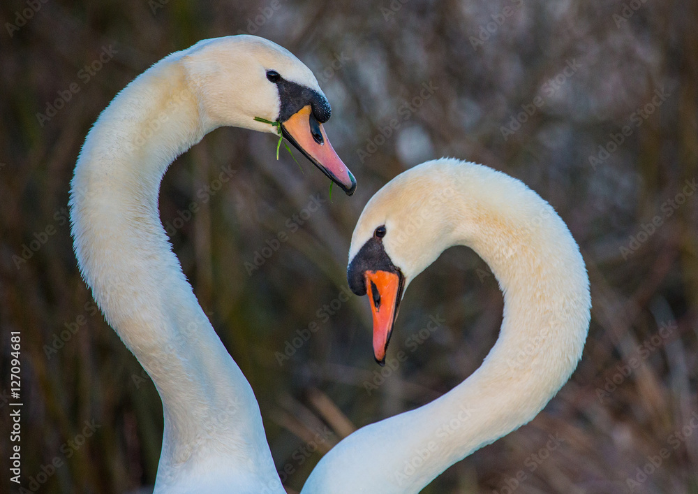 Fototapeta premium Swans at a small pon in Erlangen