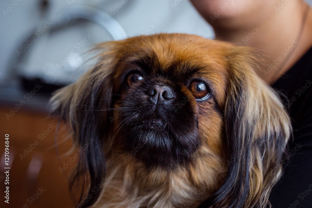Red pekingese deals